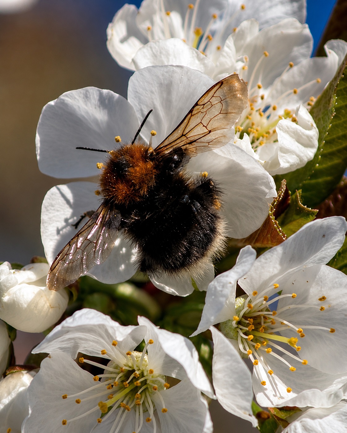 Bourdon sur une fleur de cerisier